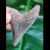 5,7 cm grauer scharfer Zahn des Megalodon
