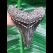 6.6 cm dagger-shaped tooth of Megalodon