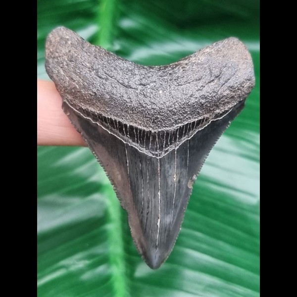 6,6 cm dolchförmiger Zahn des Megalodon