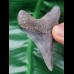 6,6 cm dolchförmiger Zahn des Megalodon