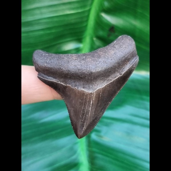5.0 cm posterior brown tooth of Megalodon