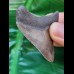 5.0 cm posterior brown tooth of Megalodon