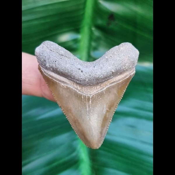 4,5 cm goldfarbener Zahn des Megalodon aus dem Bone Valley