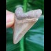 4,5 cm goldfarbener Zahn des Megalodon aus dem Bone Valley