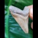 4,5 cm goldfarbener Zahn des Megalodon aus dem Bone Valley