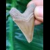 4,5 cm goldfarbener Zahn des Megalodon aus dem Bone Valley