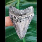 5.4 cm spectacularly colored tooth of Megalodon from Bone Valley