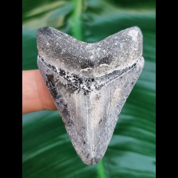 5,4 cm spektakulär gefärbter Zahn des Megalodon aus dem Bone Valley