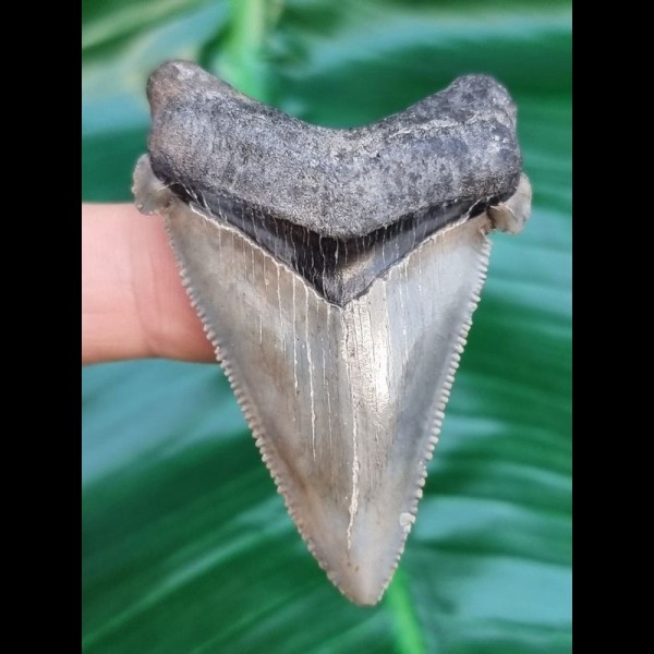 5.6 cm wonderfully preserved tooth of Carcharocles Angustidens