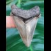 5.6 cm wonderfully preserved tooth of Carcharocles Angustidens