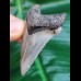 5.6 cm wonderfully preserved tooth of Carcharocles Angustidens