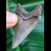 5.6 cm wonderfully preserved tooth of Carcharocles Angustidens
