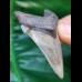 5,6 cm wunderbar erhaltener Zahn des Carcharocles Angustidens