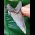 5.6 cm wonderfully preserved tooth of Carcharocles Angustidens