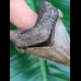 5.6 cm wonderfully preserved tooth of Carcharocles Angustidens