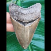 7.6 cm razor sharp tooth of Carcharocles Chubutensis