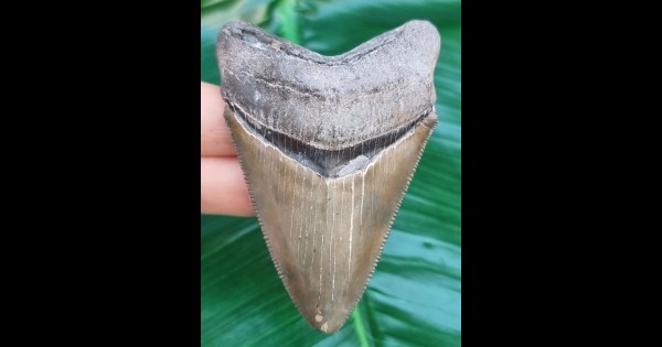 7.6-cm-razor-sharp-tooth-of-Carcharocles-Chubutensis [TX399]