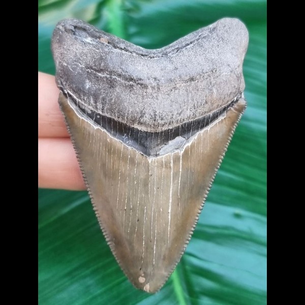 7.6 cm razor sharp tooth of Carcharocles Chubutensis
