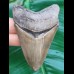7.6 cm razor sharp tooth of Carcharocles Chubutensis