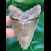 7,6 cm rasiermesserscharfer Zahn des Carcharocles Chubutensis