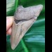 7.6 cm razor sharp tooth of Carcharocles Chubutensis