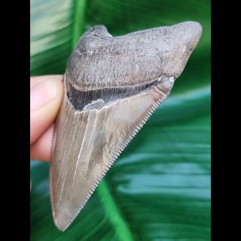 7.6-cm-razor-sharp-tooth-of-Carcharocles-Chubutensis [TX399]