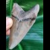 7.6 cm razor sharp tooth of Carcharocles Chubutensis