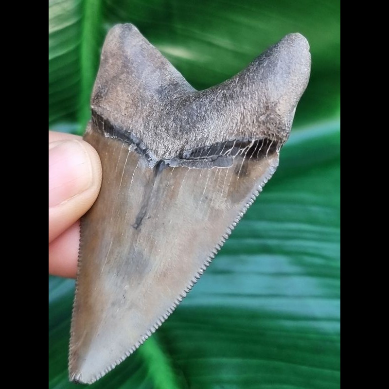 7.6-cm-razor-sharp-tooth-of-Carcharocles-Chubutensis [TX399]