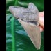 7.6 cm razor sharp tooth of Carcharocles Chubutensis