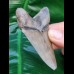 7.6 cm razor sharp tooth of Carcharocles Chubutensis