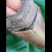 7.6 cm razor sharp tooth of Carcharocles Chubutensis