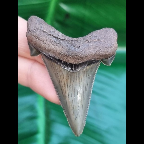 5.7 wonderfully preserved tooth of Carcharocles Auriculatus