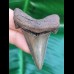 5.7 wonderfully preserved tooth of Carcharocles Auriculatus