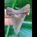 5.7 wonderfully preserved tooth of Carcharocles Auriculatus