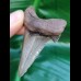 5.7 wonderfully preserved tooth of Carcharocles Auriculatus