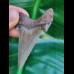 5.7 wonderfully preserved tooth of Carcharocles Auriculatus