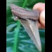 5.7 wonderfully preserved tooth of Carcharocles Auriculatus