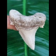 5.5 cm impressive white tooth of Carcharocles Auriculatus