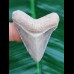 4,4 cm heller Zahn des Megalodon aus dem Bone Valley