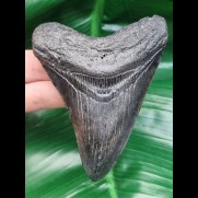 10.0 cm dark tooth of Megalodon