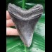 10,0 cm dunkler Zahn des Megalodon