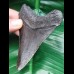 10,0 cm dunkler Zahn des Megalodon