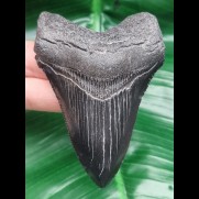 8.8 cm black tooth of Megalodon