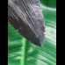 8,8 cm schwarzer Zahn des Megalodon
