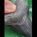 8,8 cm schwarzer Zahn des Megalodon