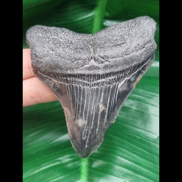 9,5 cm großer gemusterter Zahn des Megalodon