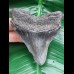 9,5 cm großer gemusterter Zahn des Megalodon