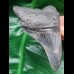 9,5 cm großer gemusterter Zahn des Megalodon