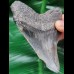 9,5 cm großer gemusterter Zahn des Megalodon