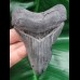 9,7 cm großer grauer Zahn des Megalodon